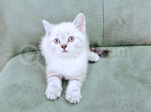 British Shorthair Blue Poınt Yavrular görsel