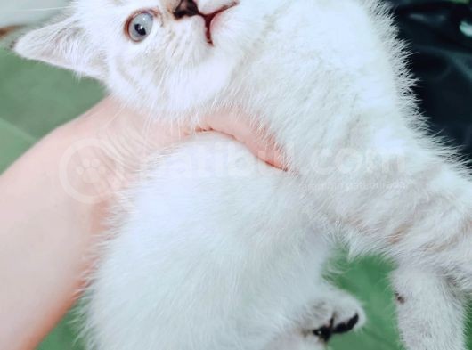 British Shorthair Blue Poınt Yavrular görsel