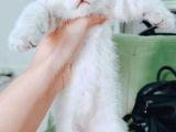 British Shorthair Blue Poınt Yavrular