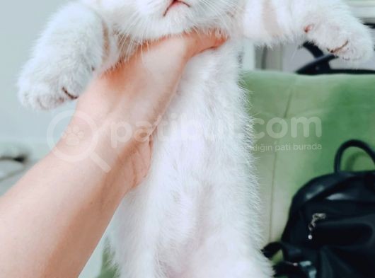 British Shorthair Blue Poınt Yavrular görsel