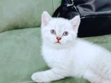 British Shorthair Blue Poınt Yavrular
