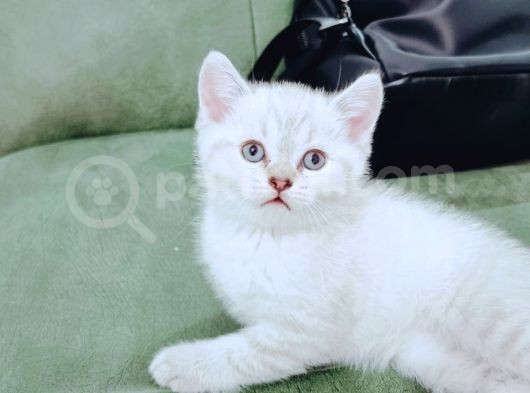 British Shorthair Blue Poınt Yavrular görsel