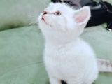 British Shorthair Blue Poınt Yavrular