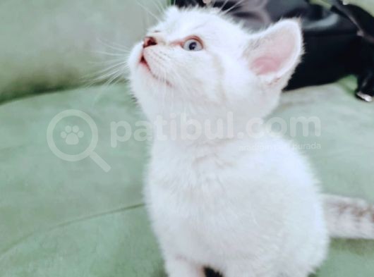 British Shorthair Blue Poınt Yavrular görsel