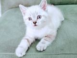 British Shorthair Blue Poınt Yavrular