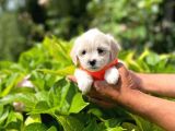 Tatli Maltese Terri̇er