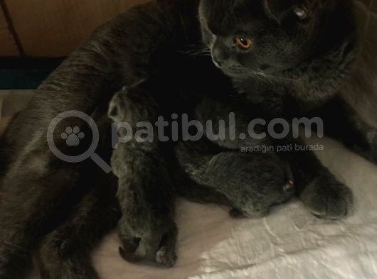 Schotish Fold Safkan Erkek Yavrularım görsel