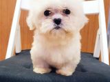 Kore Maltese