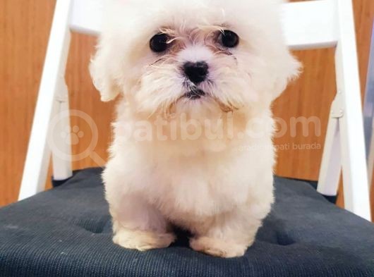 Kore Maltese görsel