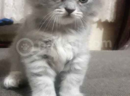 British Long Hair görsel