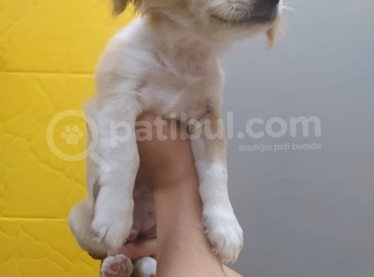 3 Aylık Aşılı Toy Yavru görsel