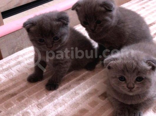 Schotish Fold Safkan Erkek Yavrularım görsel