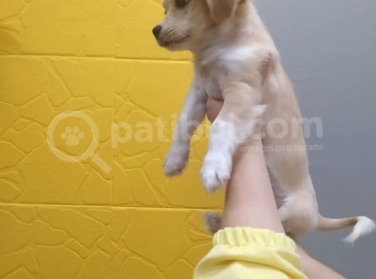 3 Aylık Aşılı Toy Yavru