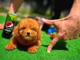 Red Brown 3 Aylık Toy Poodle Yavrularımız