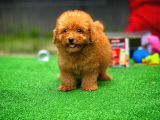 Red Brown 3 Aylık Toy Poodle Yavrularımız