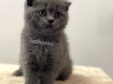 Blue Scottish Fold Dişi Yavrular