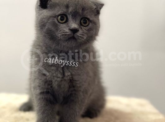 Blue Scottish Fold Dişi Yavrular görsel