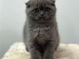 Blue Scottish Fold Dişi Yavrular