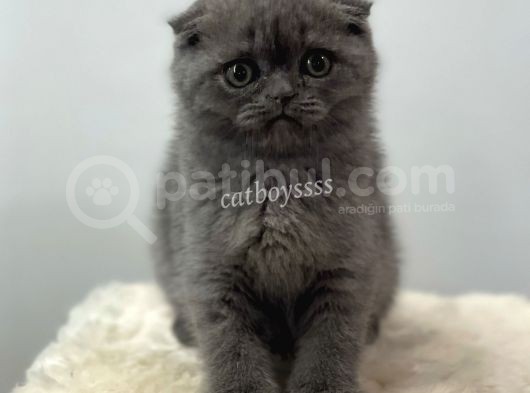 Blue Scottish Fold Dişi Yavrular