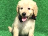 2.5 Aylik Erkek Malti̇poo