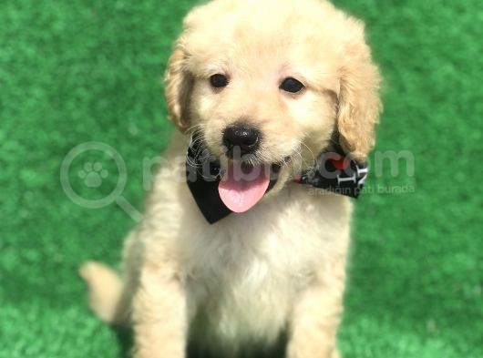 2.5 Aylik Erkek Malti̇poo görsel