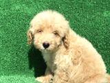 2.5 Aylik Kayisi Rengi̇ Malti̇poo