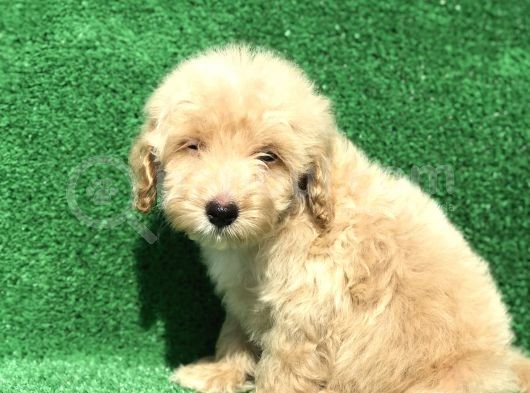 2.5 Aylik Kayisi Rengi̇ Malti̇poo görsel