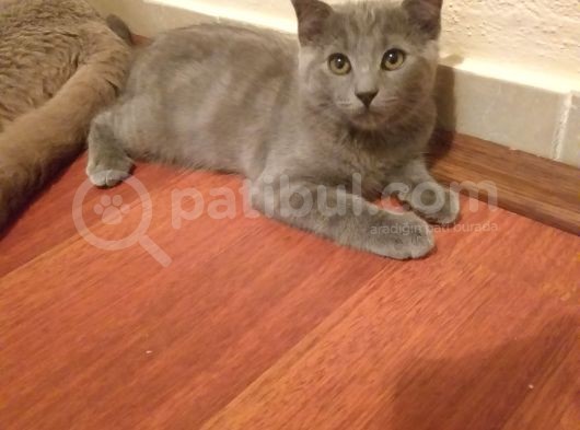 Yavrularımıza Yeni Yuva Arıyoruz görsel