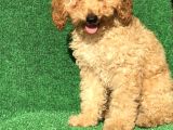 Apri̇cot Kayisi Rengi̇ Erkek Poodle