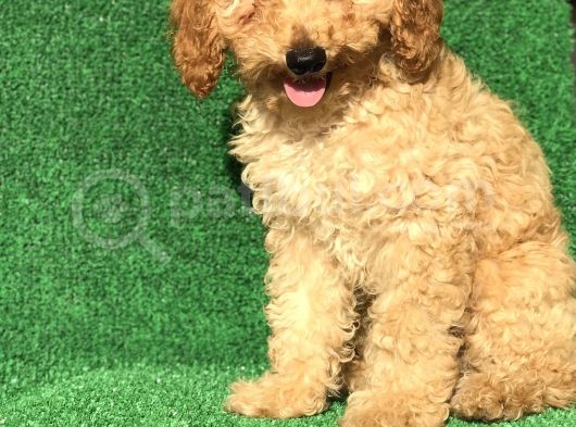 Apri̇cot Kayisi Rengi̇ Erkek Poodle görsel