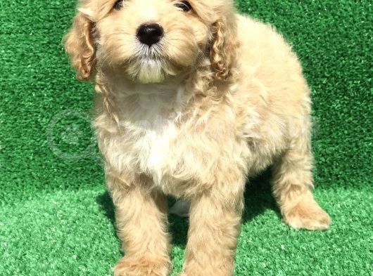 2.5 Aylik Kayisi Rengi̇ Malti̇poo görsel