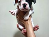 Safkan Dişi Ve Erkek French Bulldog Yavrularımız