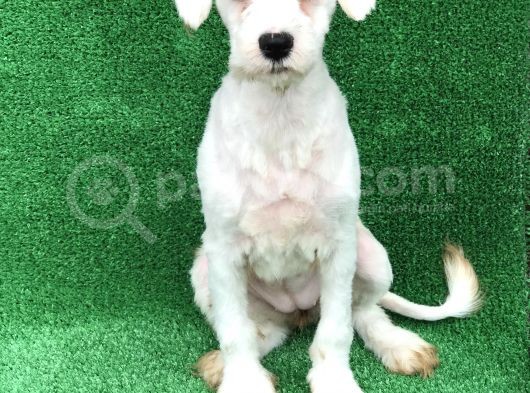 1 Numara Di̇şi̇ 4 Aylik Maltese görsel