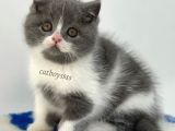 Bi Color British Shorthair Erkek Yavrumuz