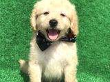 2.5 Aylik Erkek Malti̇poo