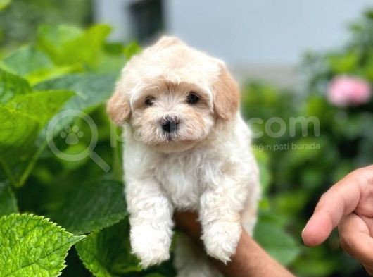 Anne Altından Maltese Terrier görsel