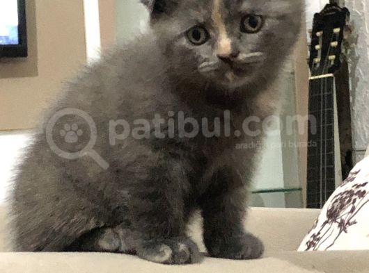 26/04/2021 Doğumlu Safkan görsel