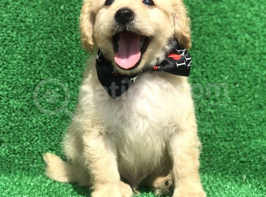 2.5 Aylik Erkek Malti̇poo görsel