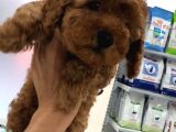 2.5 Aylik Erkek Redbrown Toy Poodle