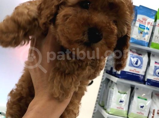 2.5 Aylik Erkek Redbrown Toy Poodle görsel