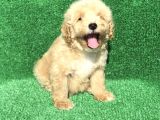 2.5 Aylik Kayisi Rengi̇ Malti̇poo