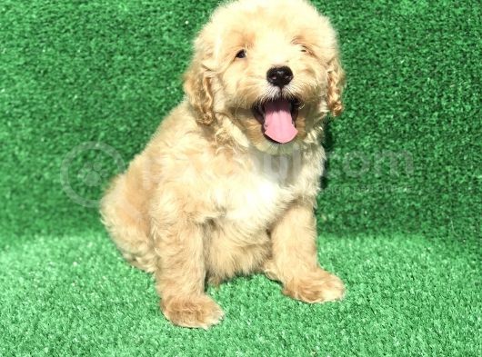 2.5 Aylik Kayisi Rengi̇ Malti̇poo