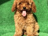 Safkan Red Brown Erkek Poodle