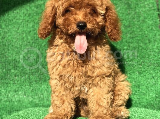 Safkan Red Brown Erkek Poodle