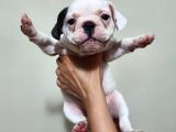 Safkan Dişi Ve Erkek French Bulldog Yavrularımız