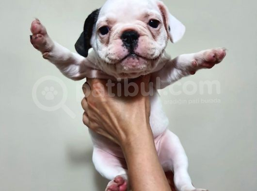Safkan Dişi Ve Erkek French Bulldog Yavrularımız görsel