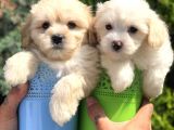 Mükemmel Maltıpoo Yavrularımız
