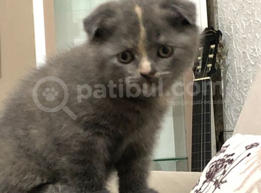 26/04/2021 Doğumlu Safkan