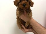 2.5 Aylik Erkek Redbrown Toy Poodle