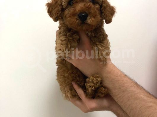 2.5 Aylik Erkek Redbrown Toy Poodle görsel